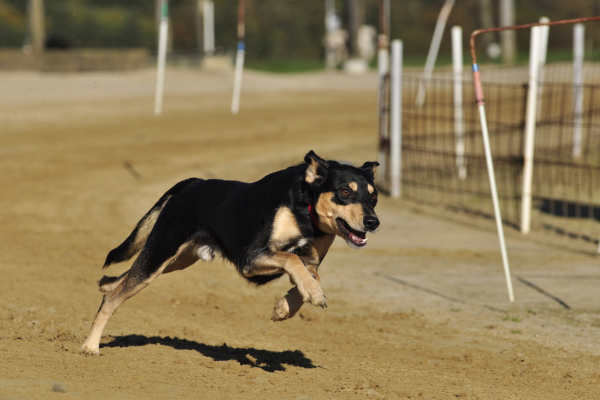 Histórias Inspiradoras: Como o Agility Transformou a Vida de Cães e Seus Donos