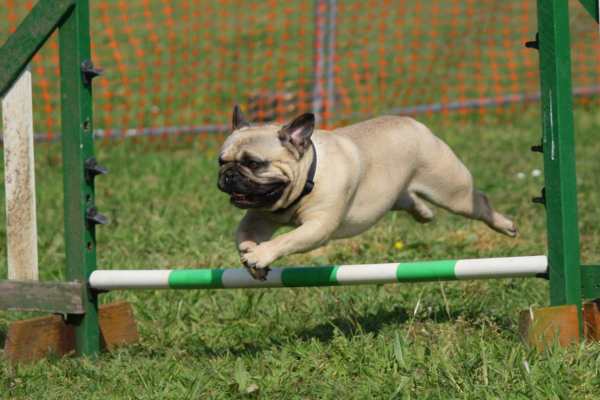 A Importância da Conexão entre Cão e Condutor no Sucesso do Agility