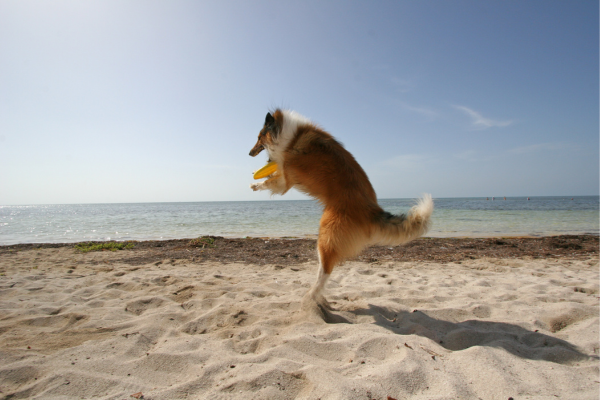 Agility para Todos: Adaptando Exercícios para Cães com Necessidades Especiais