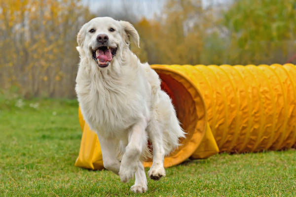 Domine as Técnicas Essenciais na Preparação para Competições de Agility