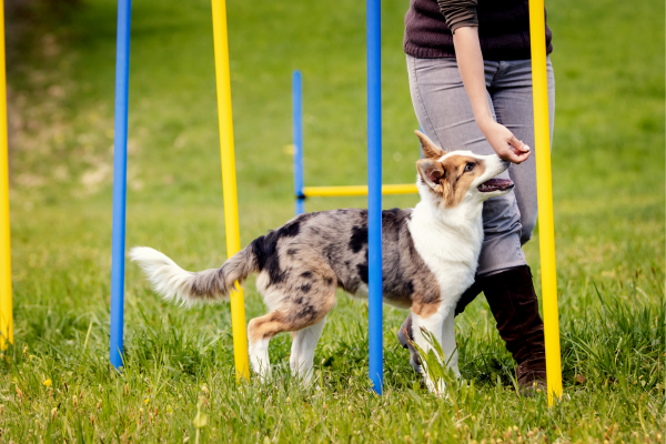 Estratégias de Preparação Mental para Excelência em Competições de Agility