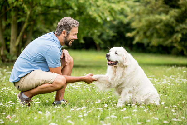 Dicas de Preparação para Provas de Agility e a Busca pela Vitória