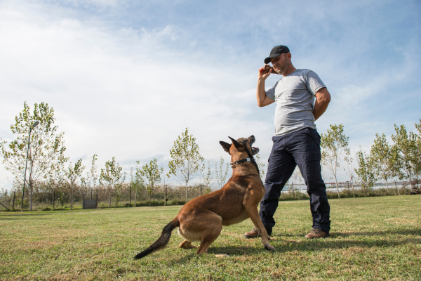 Guia Completo de Preparação para Competições de Agility: Da Iniciação ao Troféu