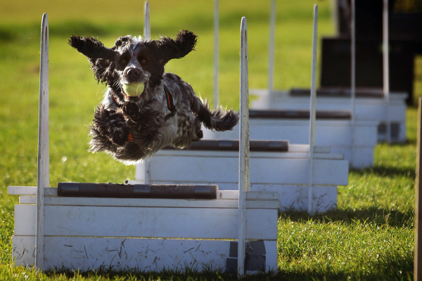 Lidando com Desafios nas Competições de Agility: Vencendo Obstáculos com Maestria