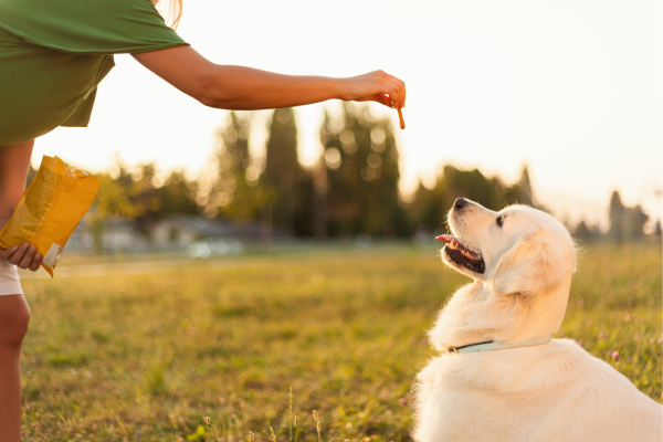 Táticas para Melhorar o Desempenho em Provas de Agility e Competir com Confiança