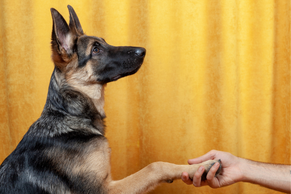 Domine o Treinamento em Agility: Sugestões Essenciais para Iniciantes