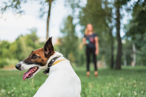 Aperfeiçoe o Treinamento em Agility: Técnicas Avançadas para Cães Atletas