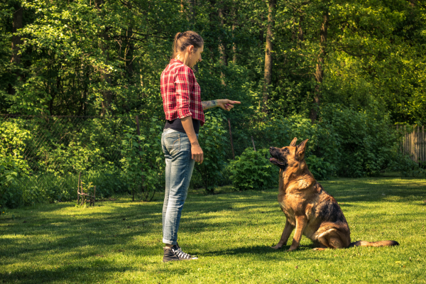 Construindo uma Base Robusta: Treinamento Inicial para Cães no Agility