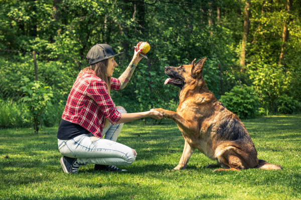 Da Pista de Treinamento à Competição: Preparação Adequada para o Agility