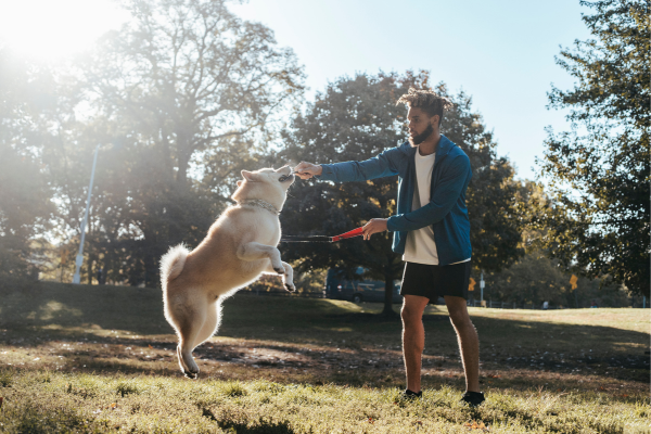 Cães Felizes, Proprietários Felizes: Como o Agility Pode Fortalecer os Laços